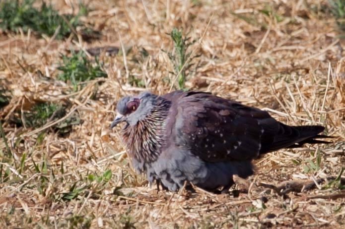 speckled pigeon