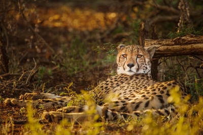 photo safari, bird photography, safari tour group