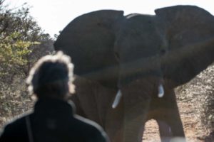 Elephant encounter