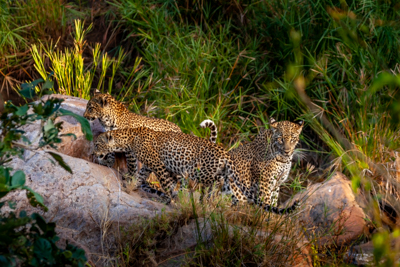 photo safari, bird photography, safari tour group