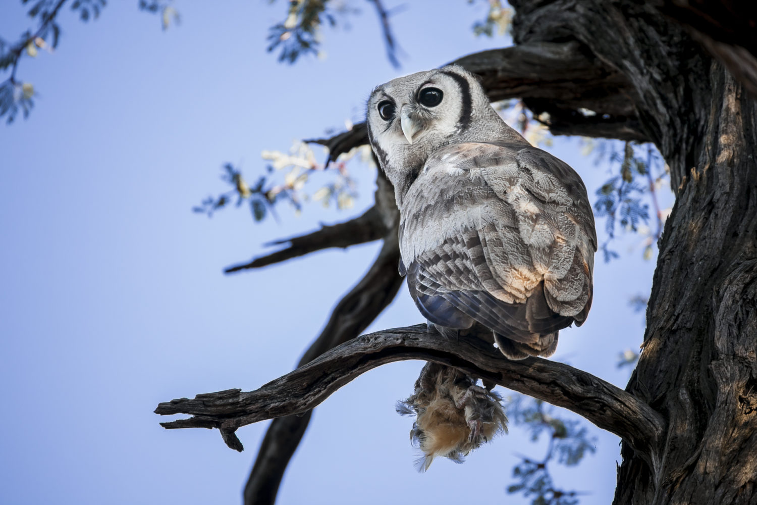 photo safari, bird photography, safari tour group