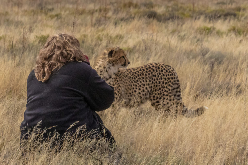 cheetah, photo safari