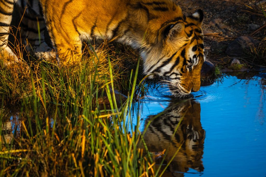 bengal tiger,  photo safari