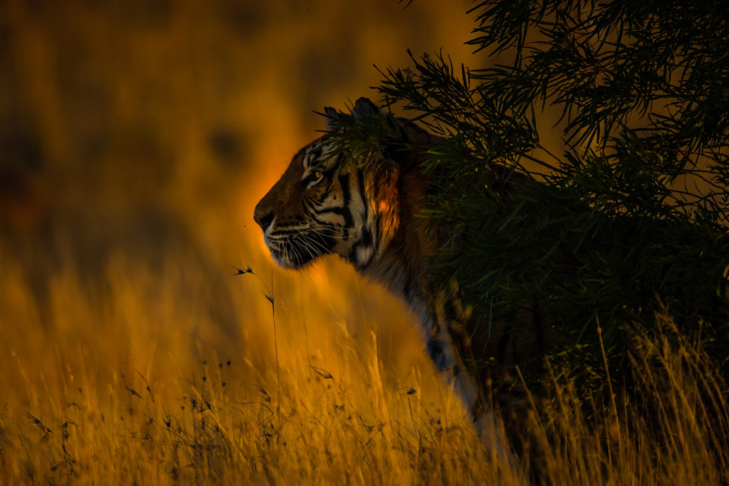 bengal tiger, photo safari