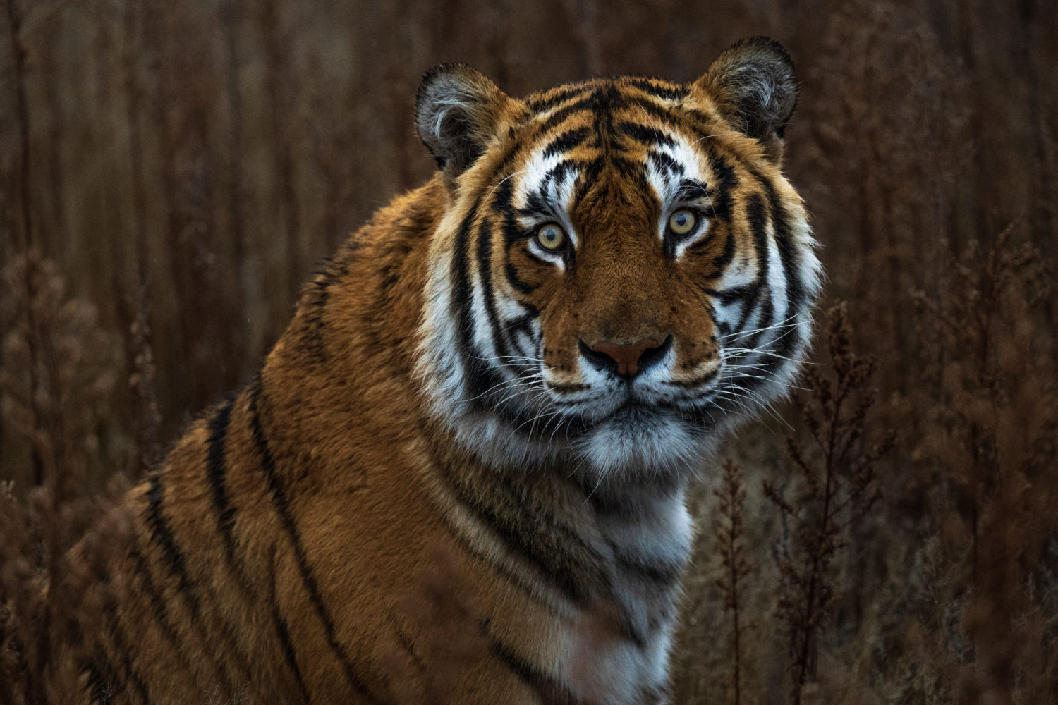 bengal tiger, photo safari