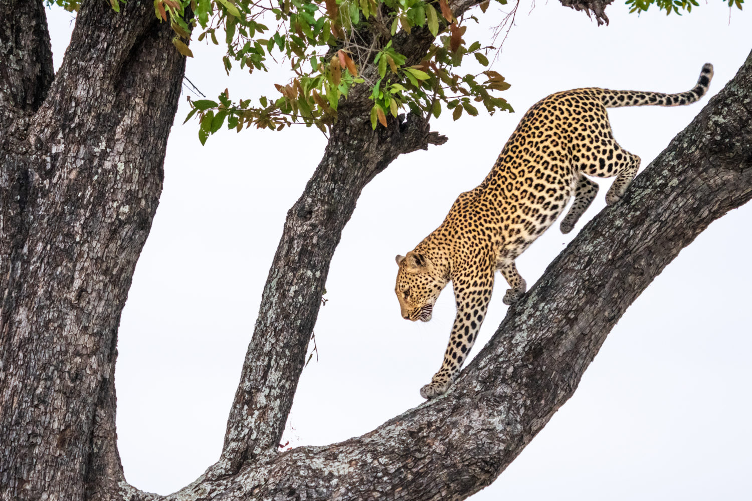 leopard, safari