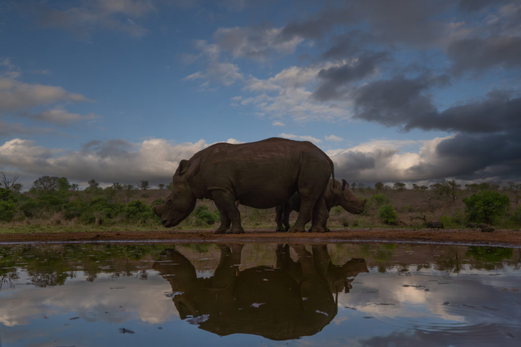 overnight hide photography, zimanaga, photographic safari, rhino