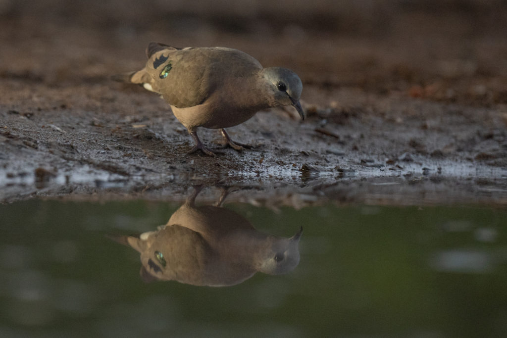 bird bath hide photography, zimanaga, photographic safari, bird photography