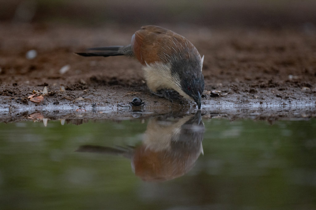 lhide photography, zimanaga, photographic safari, bird photography