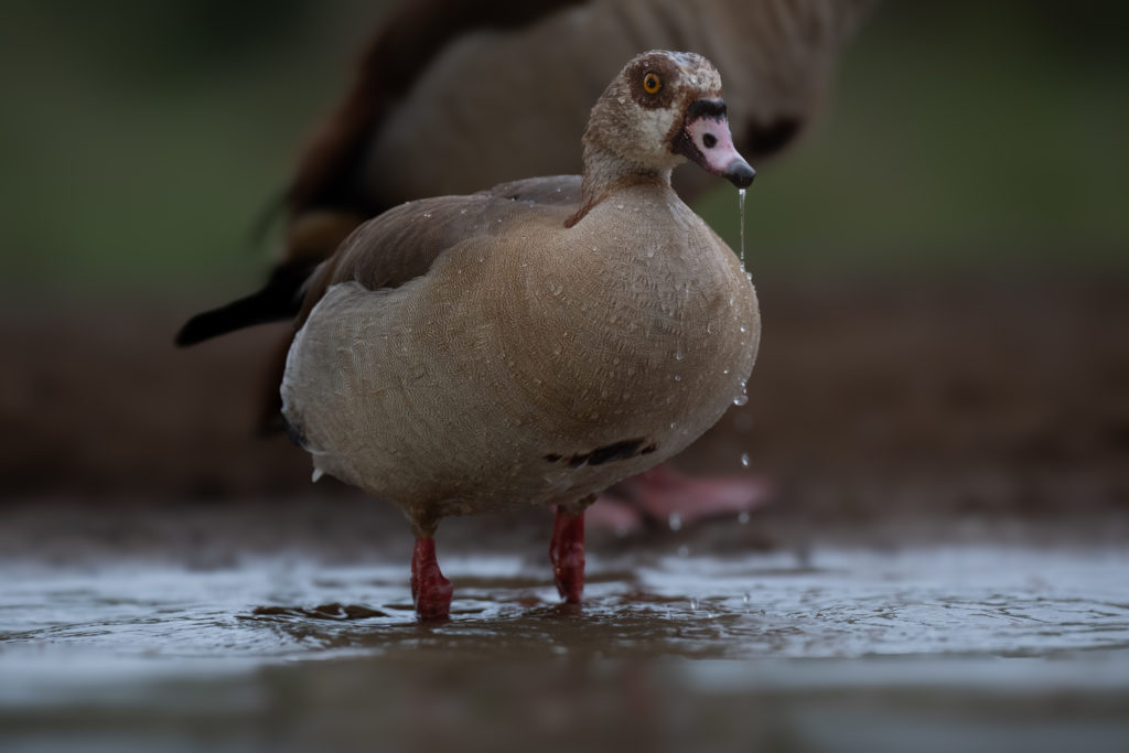 lagoon hide photography, zimanaga, photographic safari, bird photography