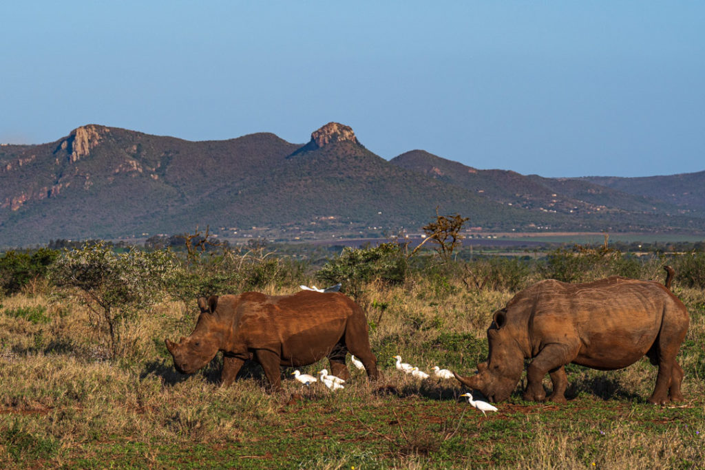 rhino, photographic safari