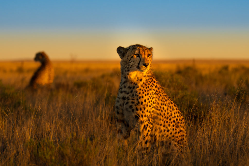 cheetah, photo safari