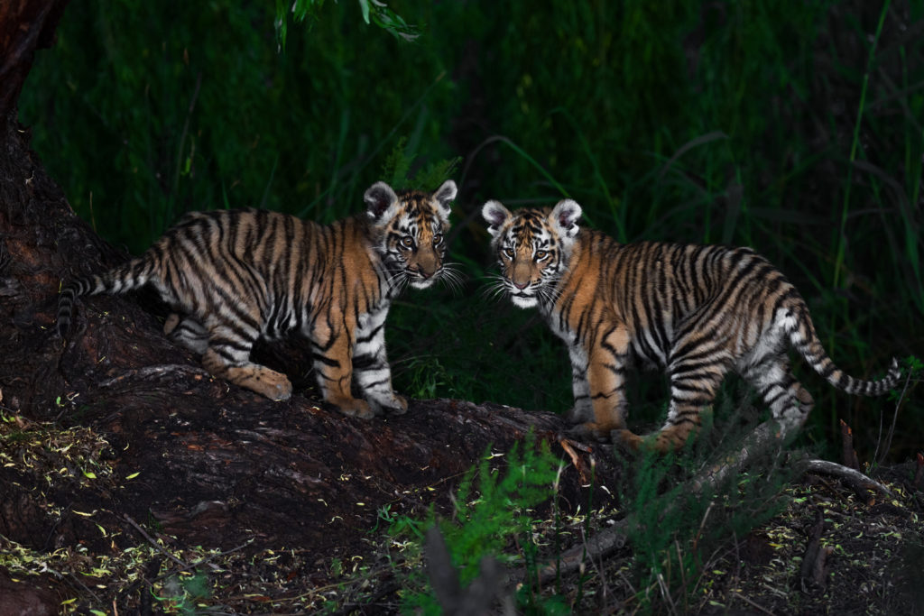 tiger cubs, photo safari