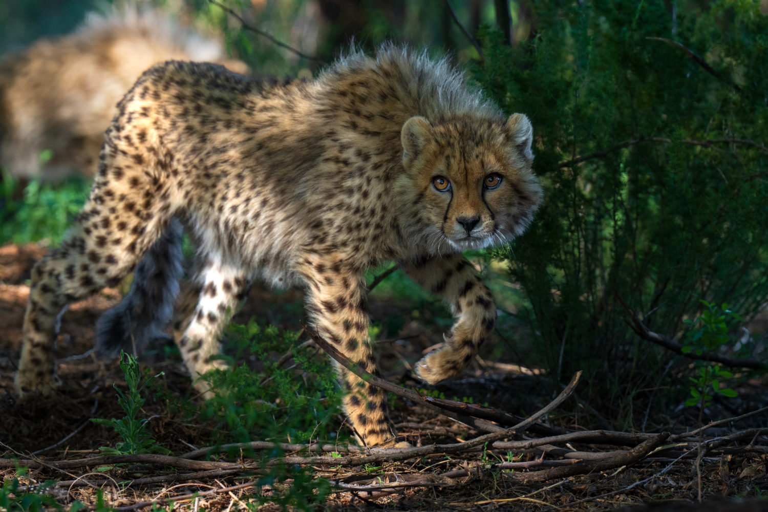 cheta cub, photo safari