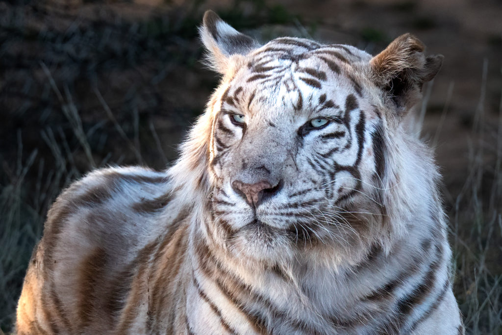 white tigress, photo safari