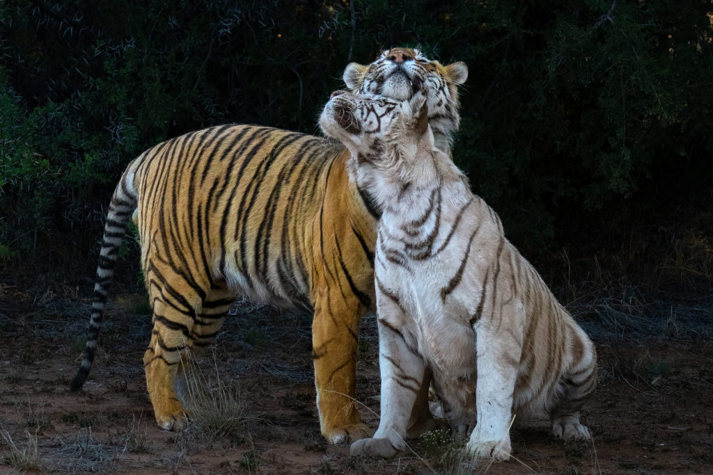 mating tigers, photo safari