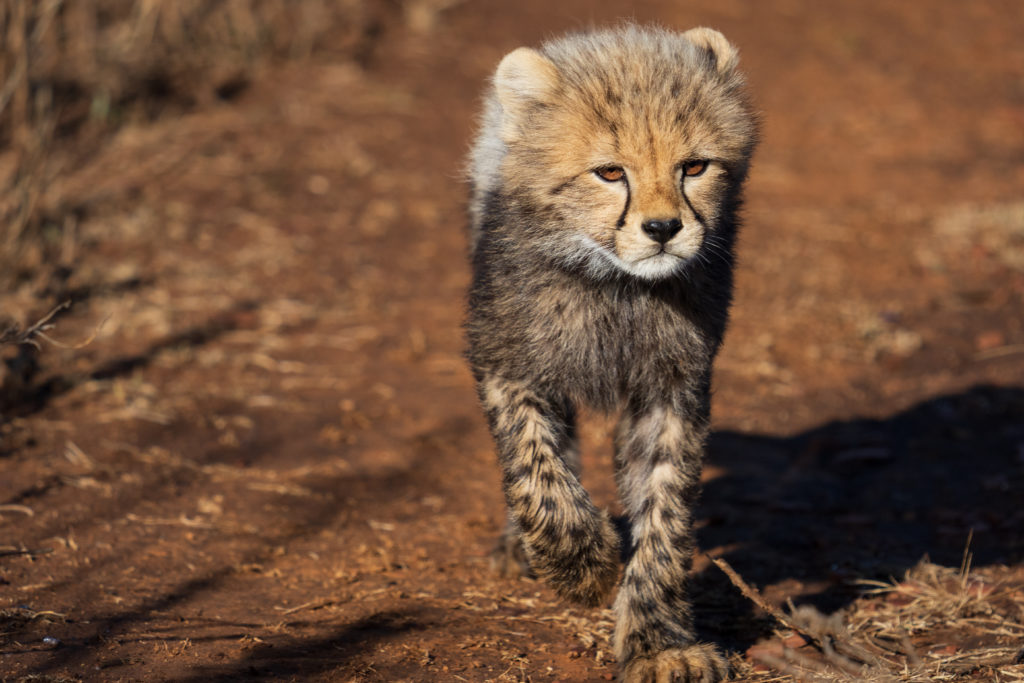 cheetah cub, photo safari