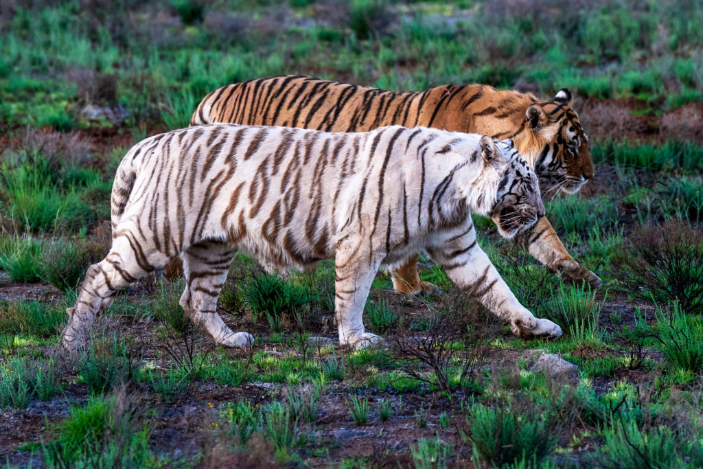 white bengal tiger, photo safari