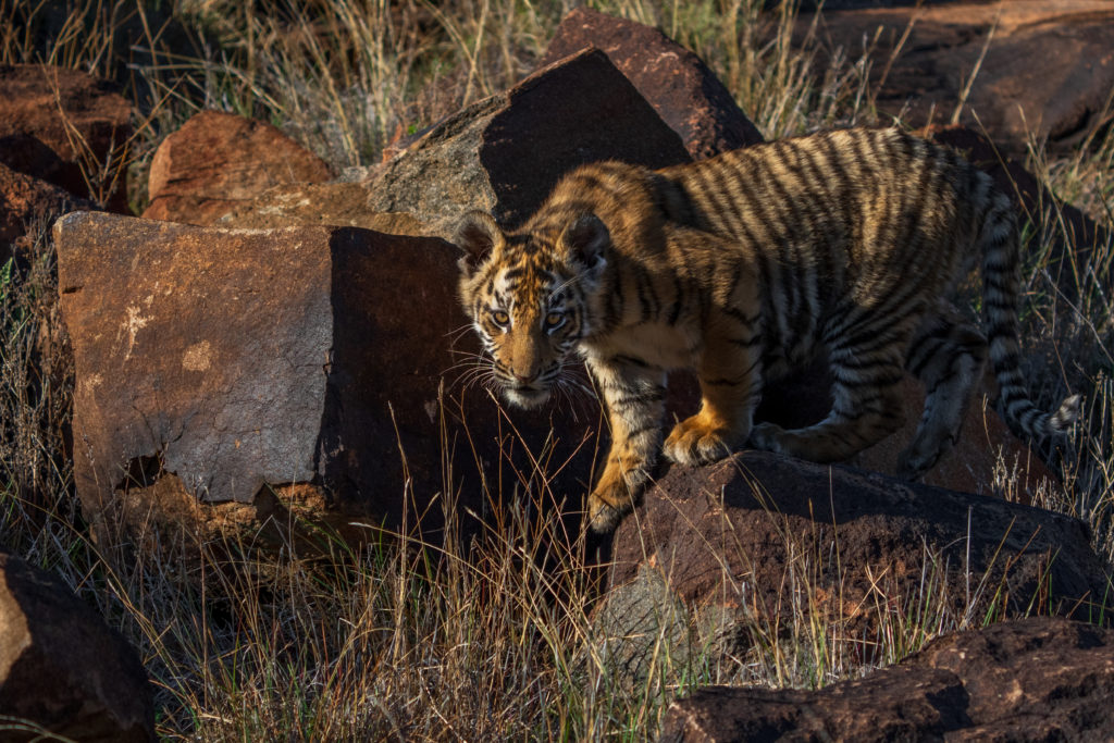 tiger cub, photo safari