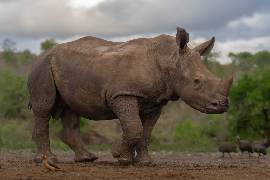 overnight hide photography, zimanaga, photographic safari, rhino