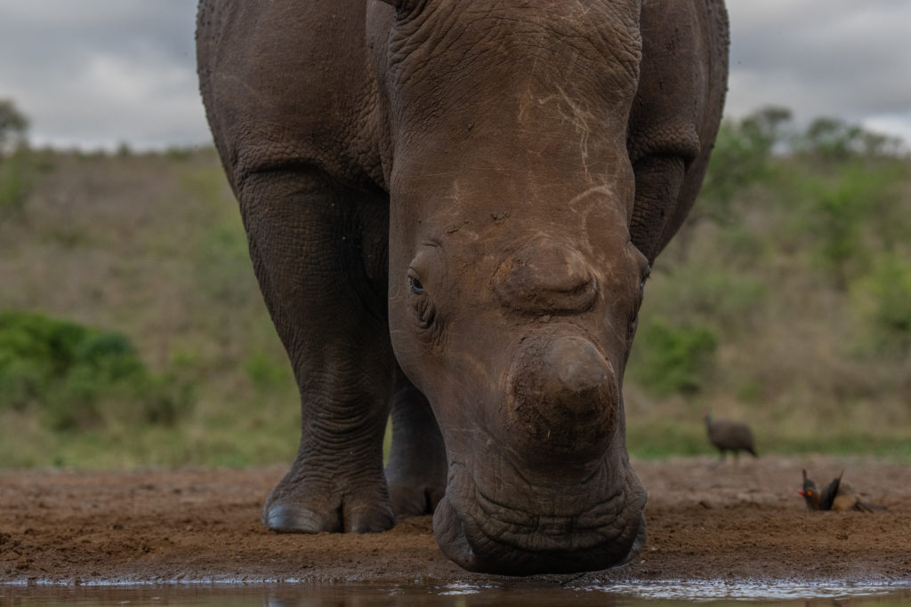 overnight hide photography, zimanaga, photographic safari, rhino