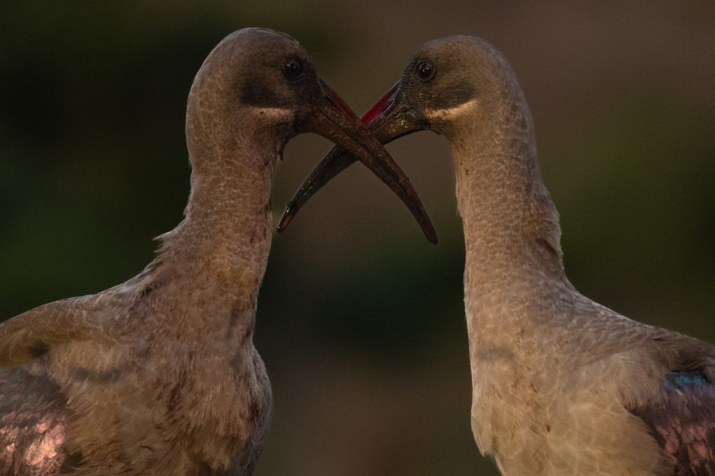 overnight hide photography, zimanaga, photographic safari, bird photography