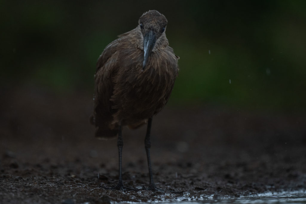 overnight hide photography, zimanaga, photographic safari, bird photography