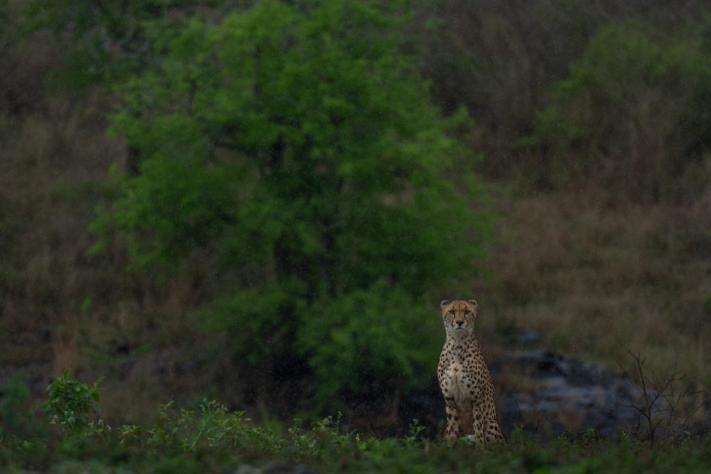 overnight hide photography, zimanaga, photographic safari, cheetah