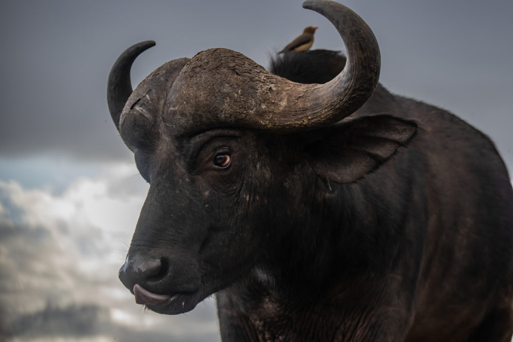 overnight hide photography, zimanaga, photographic safari, buffalo