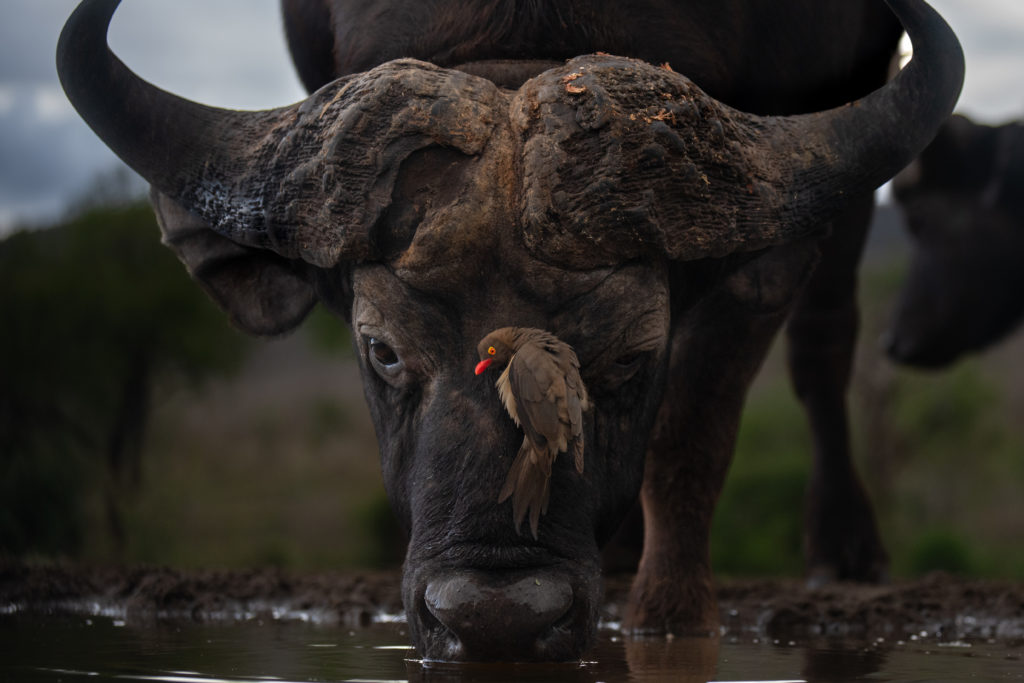 overnight hide photography, zimanaga, photographic safari, buffalo