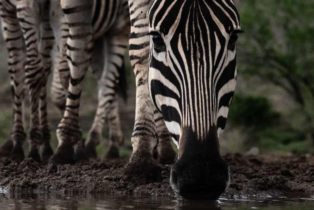 overnight hide photography, zimanaga, photographic safari, zebra
