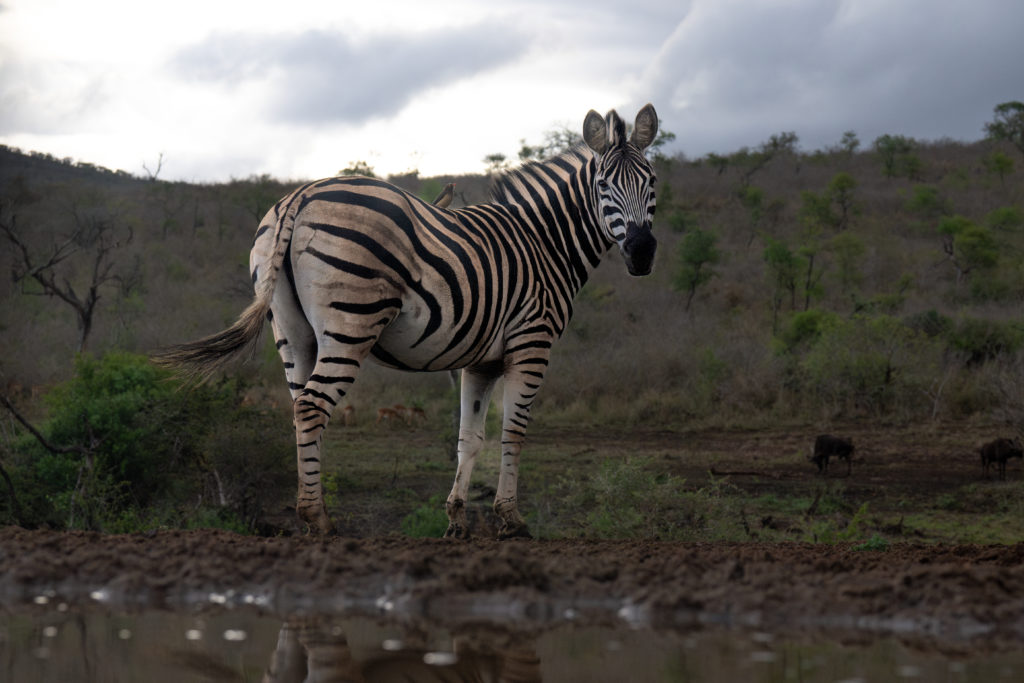 overnight hide photography, zimanaga, photographic safari, zebra