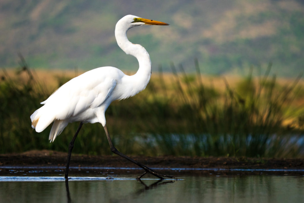 lagoon hide photography, zimanaga, photographic safari, bird photography