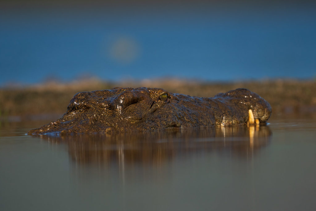 lagoon hide photography, zimanaga, photographic safari, 