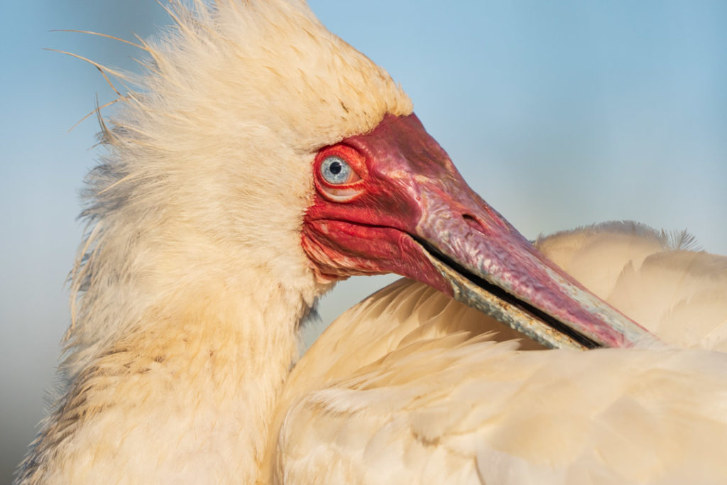 lagoon hide photography, zimanaga, photographic safari, bird photography