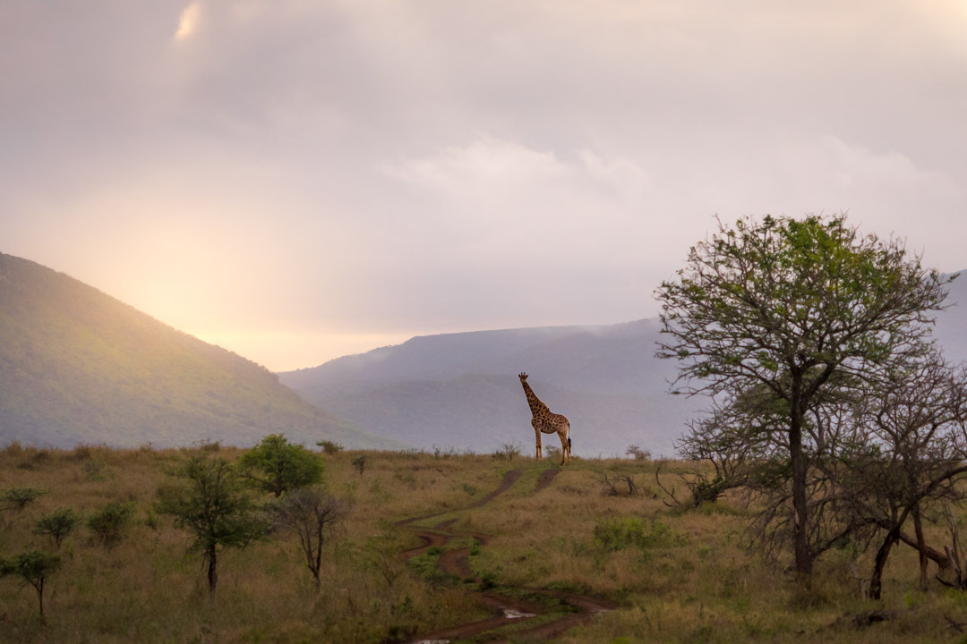 giraffe, Zimanga game drive