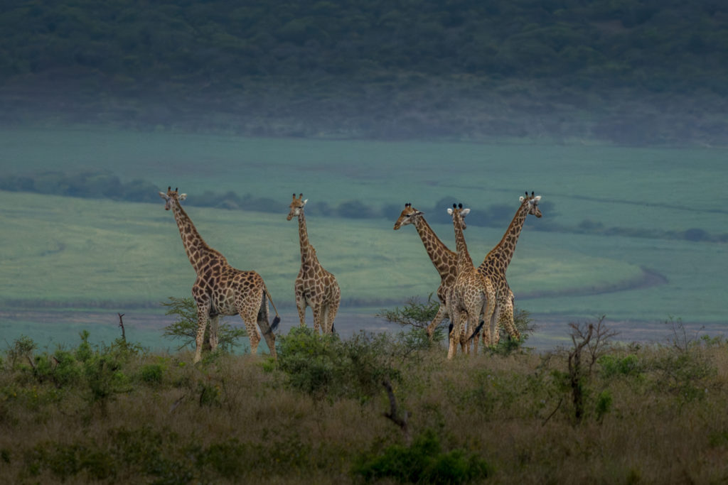 journey of giraffe, photgraphic safari