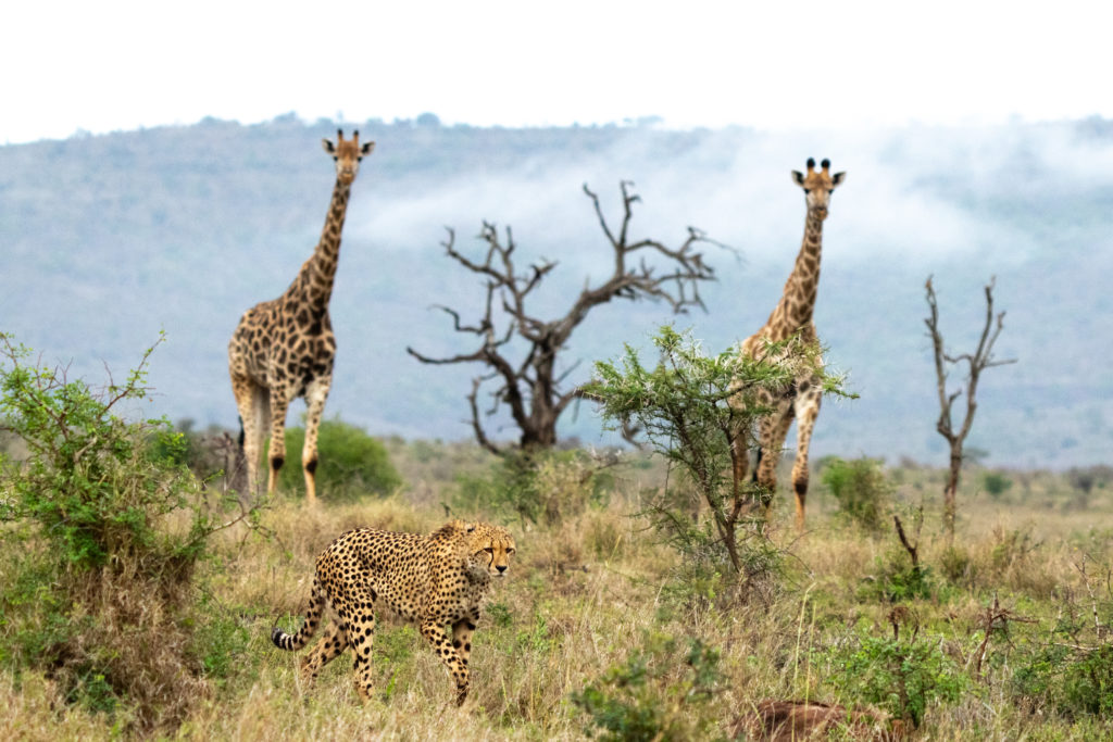 cheetah and giraffe, photographic safari