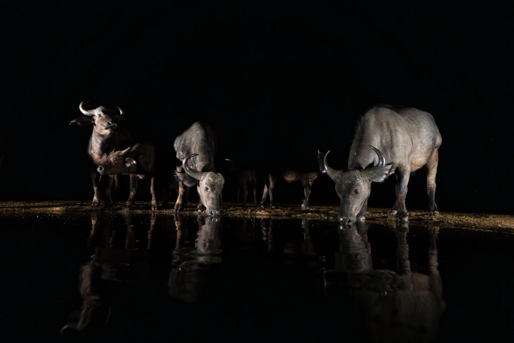 buffalo, overnight hide photography, zimanaga, photographic safari