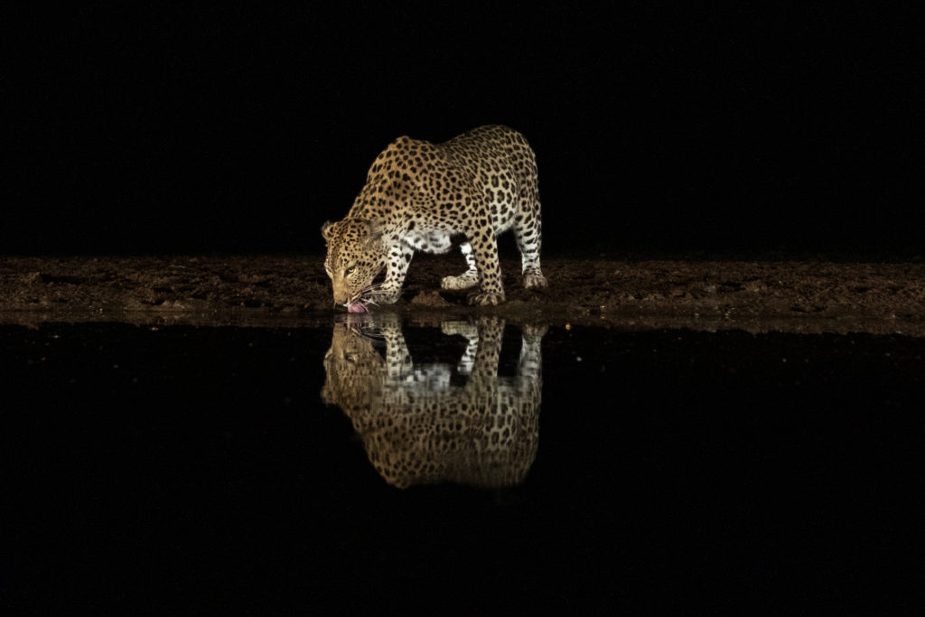 overnight hide photography, zimanaga, photographic safari, leopard