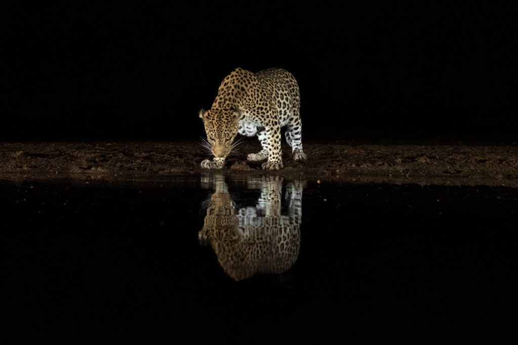 overnight hide photography, zimanaga, photographic safari, leopard