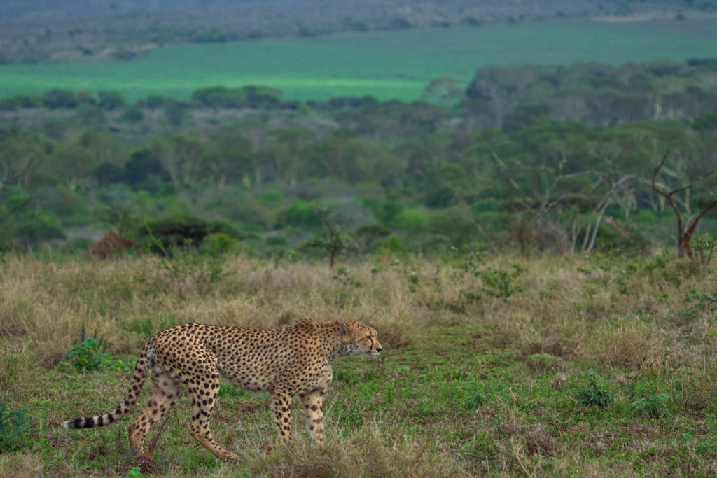 cheetah on photographic safari