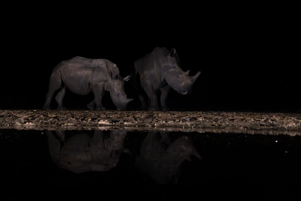 overnight hide photography, zimanaga, photographic safari, rhino