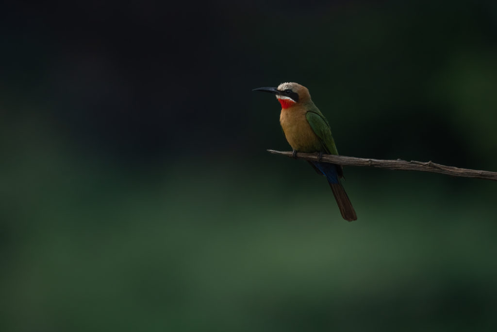 bird photography, zimanaga, photographic safari, 