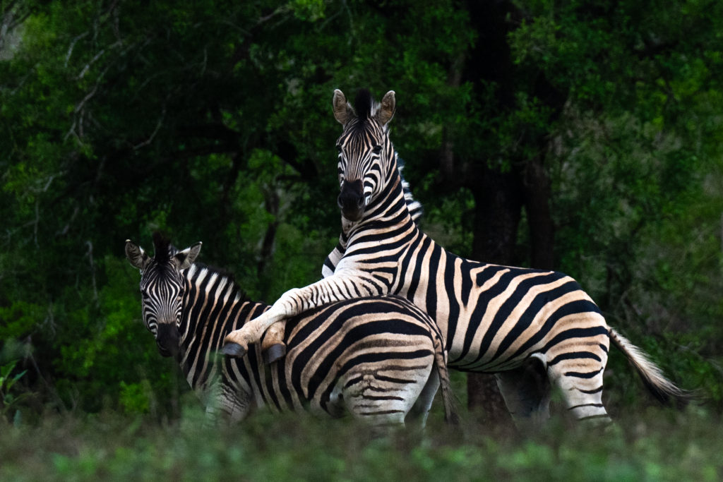 overnight hide photography, zimanaga, photographic safari, zebra