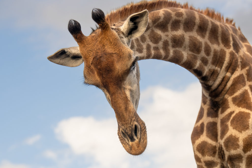overnight hide photography, zimanaga, photographic safari, giraffe