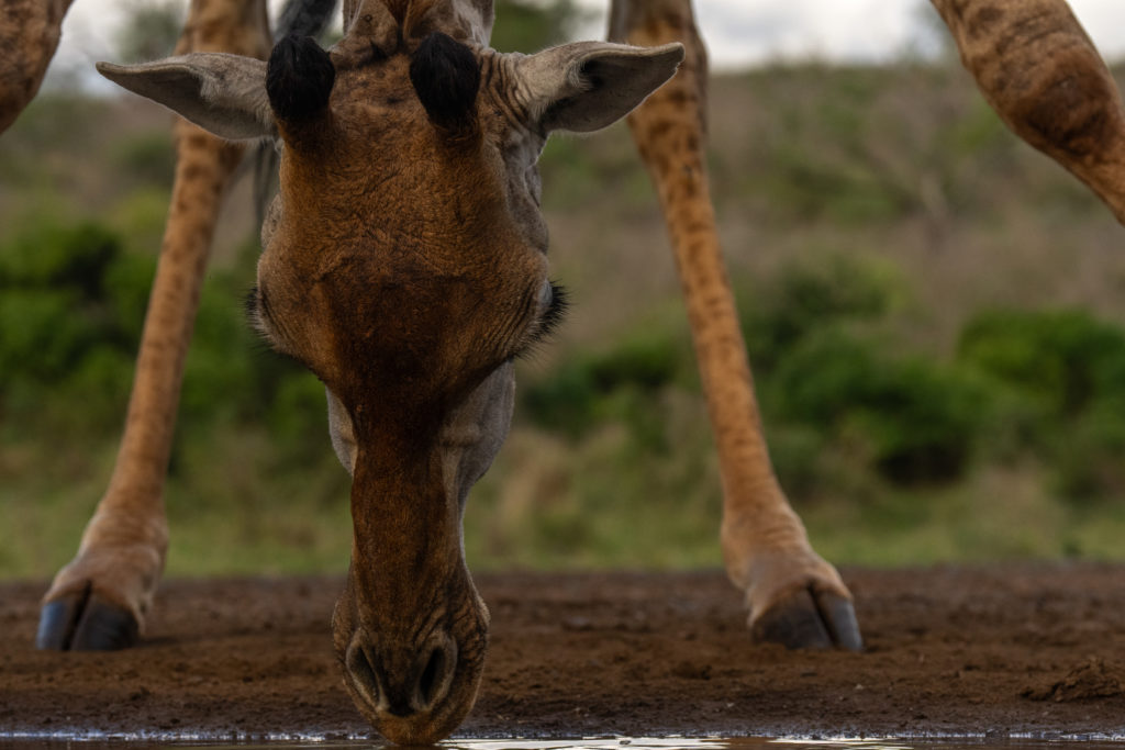 overnight hide photography, zimanaga, photographic safari, giraffe