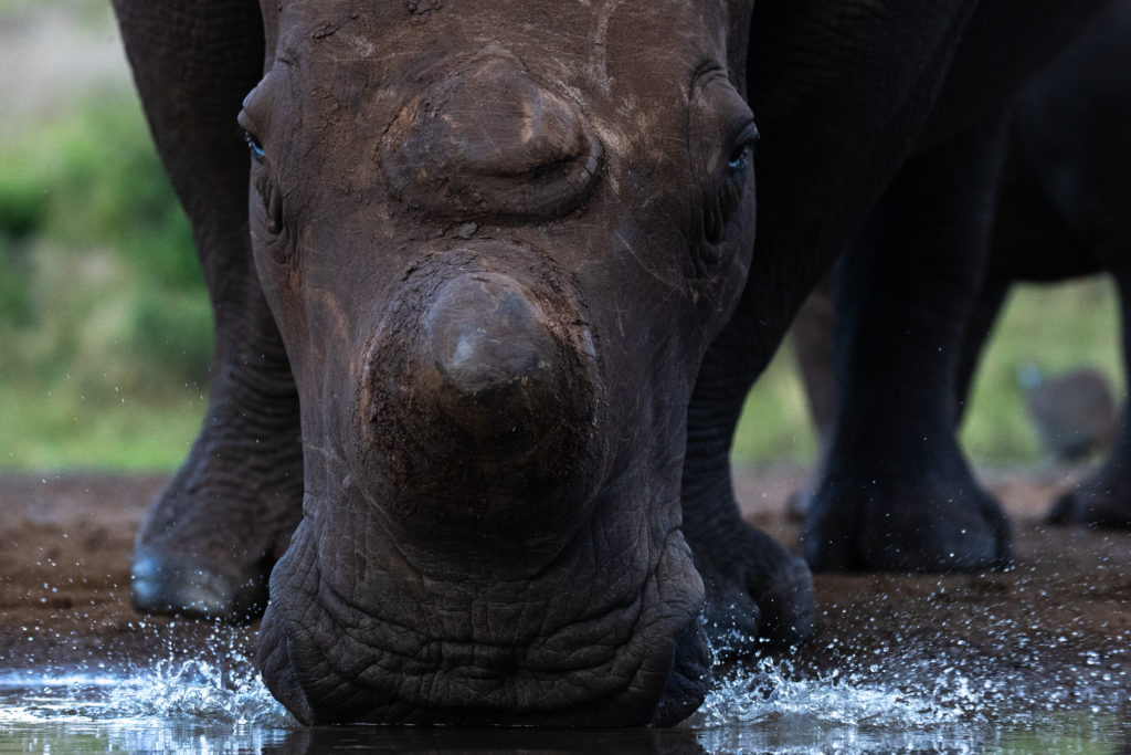overnight hide photography, zimanaga, photographic safari, rhino