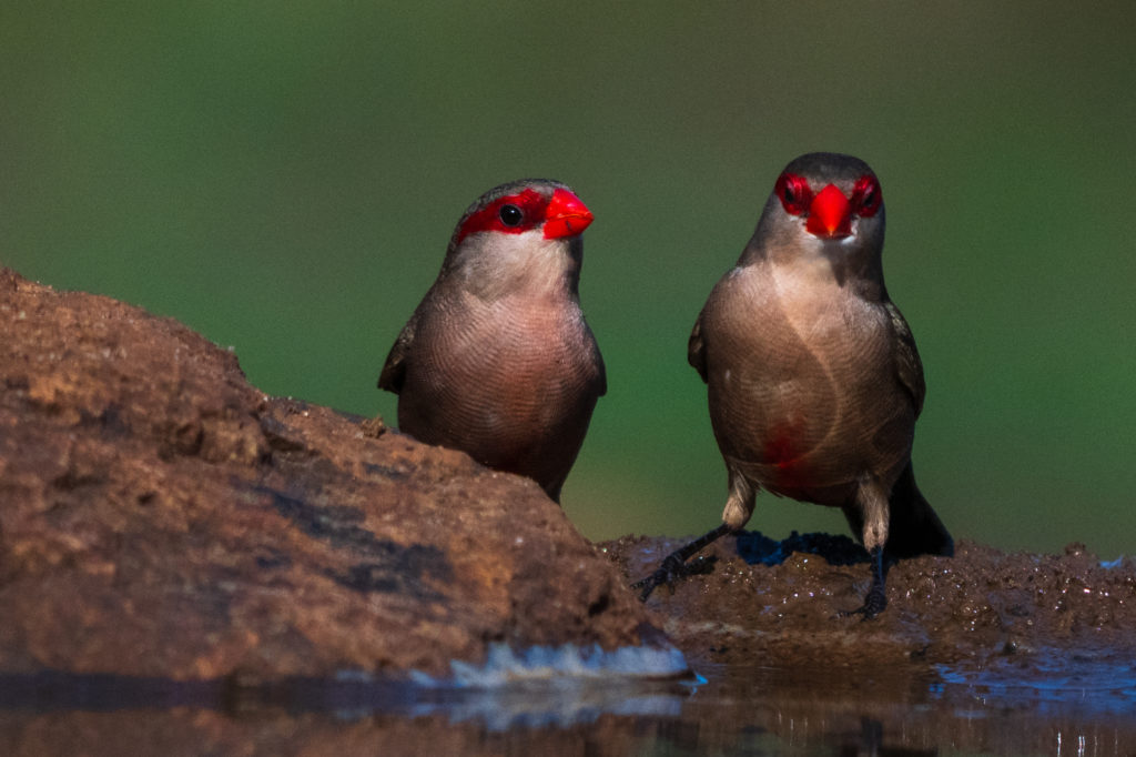 bird bath hide photography, zimanaga, photographic safari, bird photography