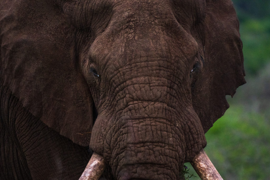 elephant, photographic safari